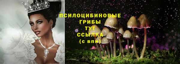 прущие грибы Армянск